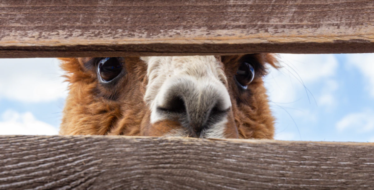 Alpaca raises $10M Series A for its API-powered equities trading service