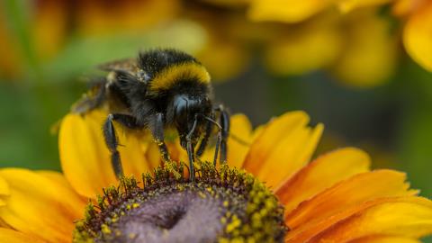 Pollinate closes $50m funding round